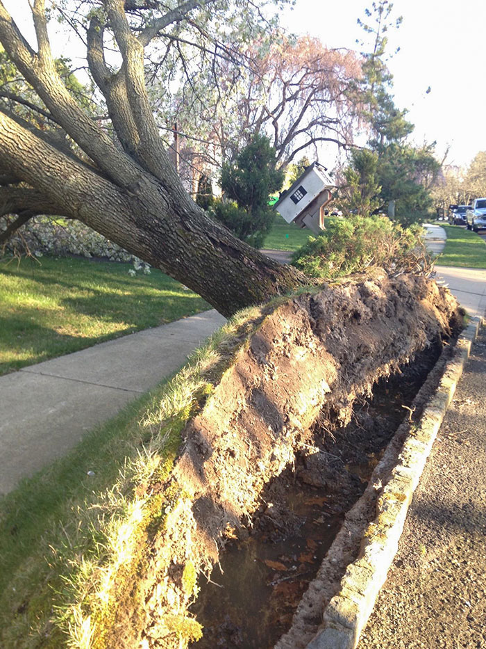 Heavy Wind Uprooted A Tree On My Front Lawn