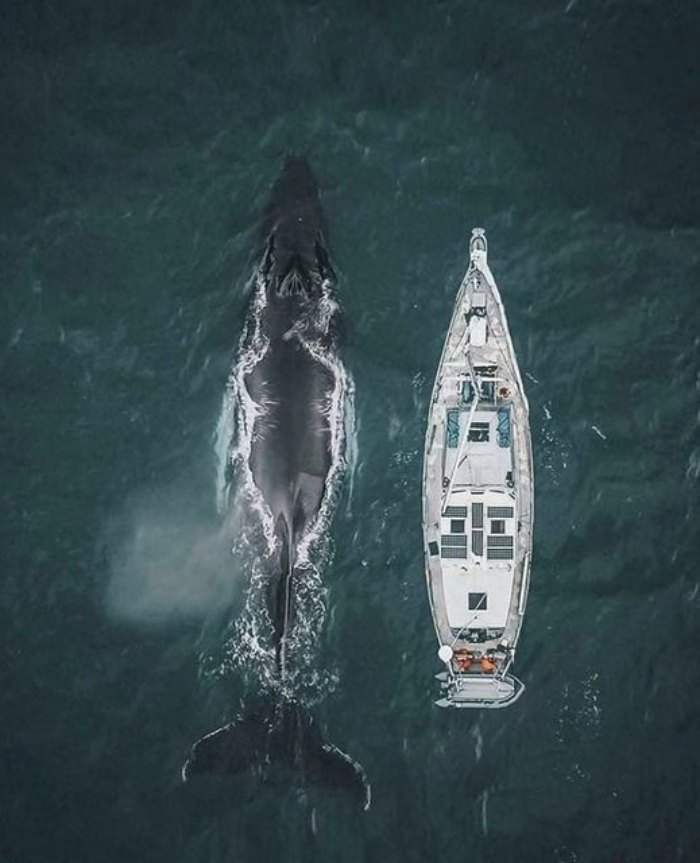 Una ballena y un velero