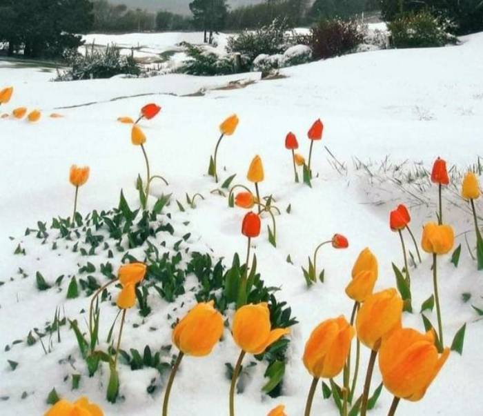 Tulipanes floreciendo en la nieve
