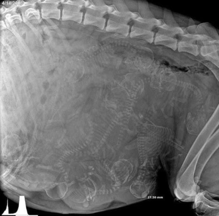 Radiografía de una perra embarazada