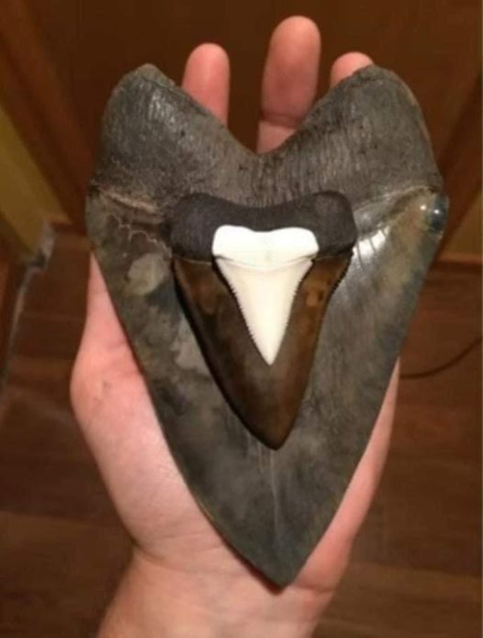 Modern Day Great White Shark Tooth Next To An Ancient Great White Shark Tooth Next To A Megalodon Tooth