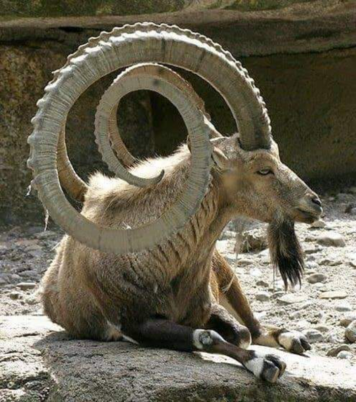 Mountain Goat Or Ibex.. These Wild Goats Are Native To Mountain Areas Of Eurasia And Northern Africa