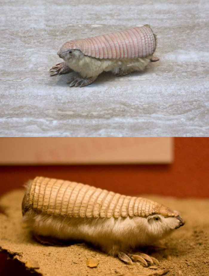 The Pink Fairy Armadillo Is A Tiny Creature Found Only In Central Argentina