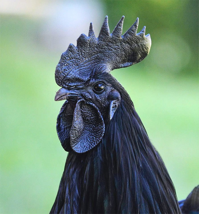Ayam Cemani Is An Uncommon Breed Of Chicken From Indonesia