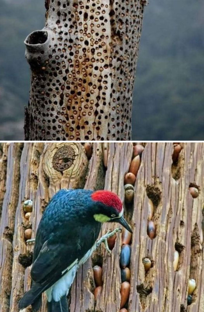 Woodpecker And Its Reserves For The Winter