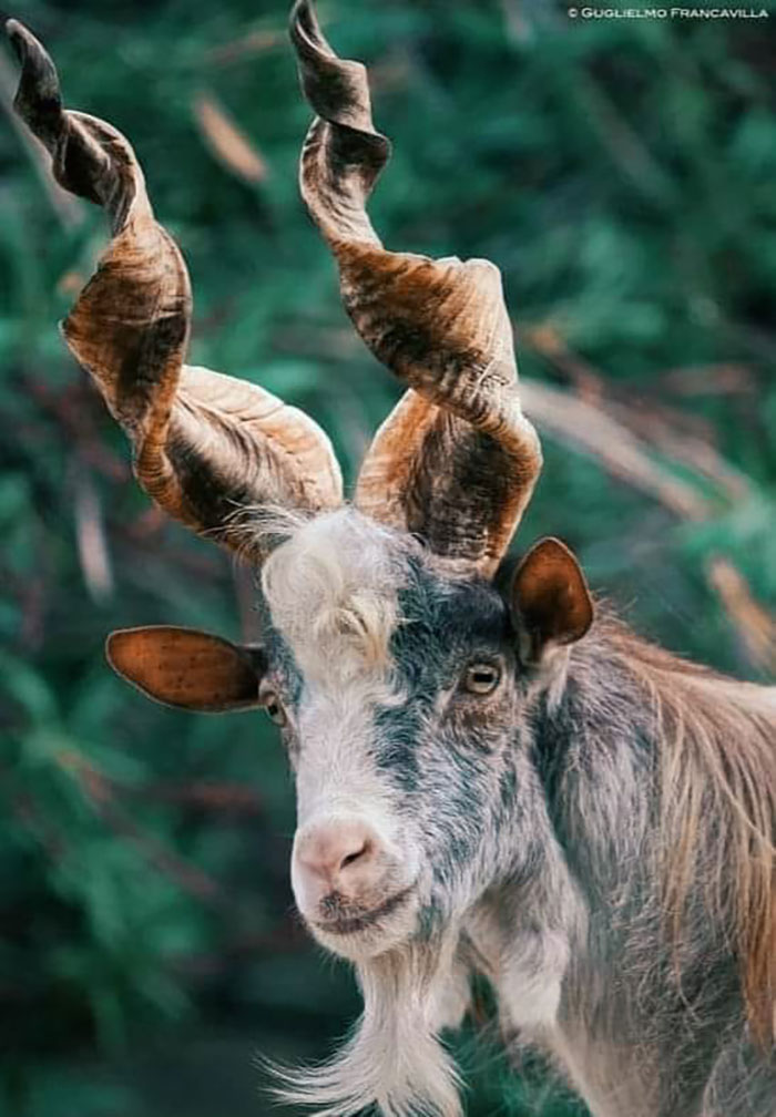 A Girgentana Goat With Its Magnificent Spiral Horns