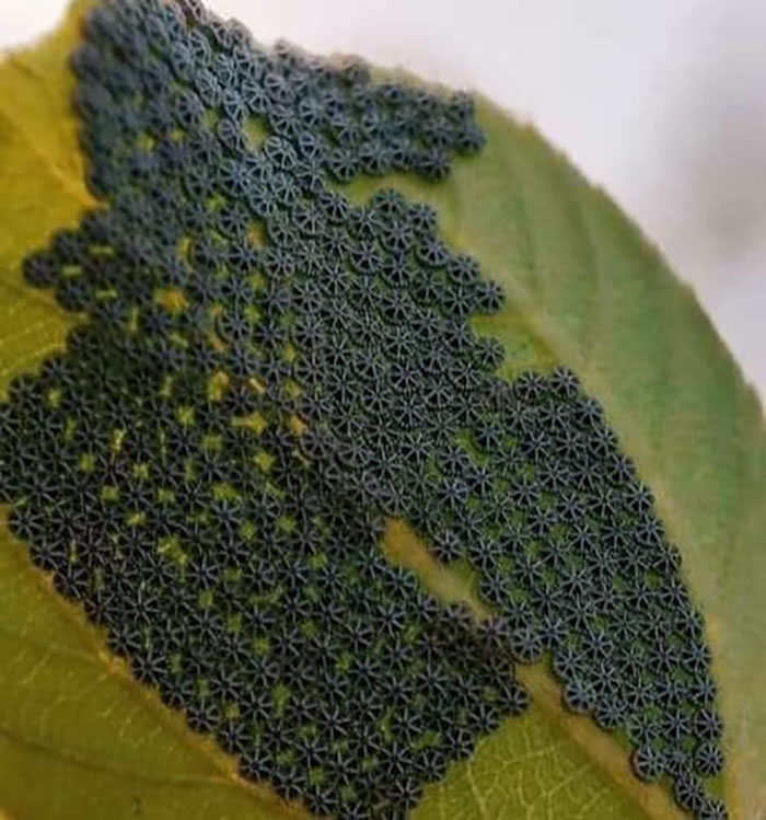 Butterfly Eggs On The Underside Of A Leaf