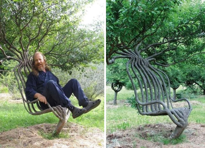 This Artist Spent Eight Years To Create This Tree-Chair, Using Methods Of Gradual Redirection Of The Branches, Which Consists Of Shaping The Trees As They Grow According To Predetermined Designs