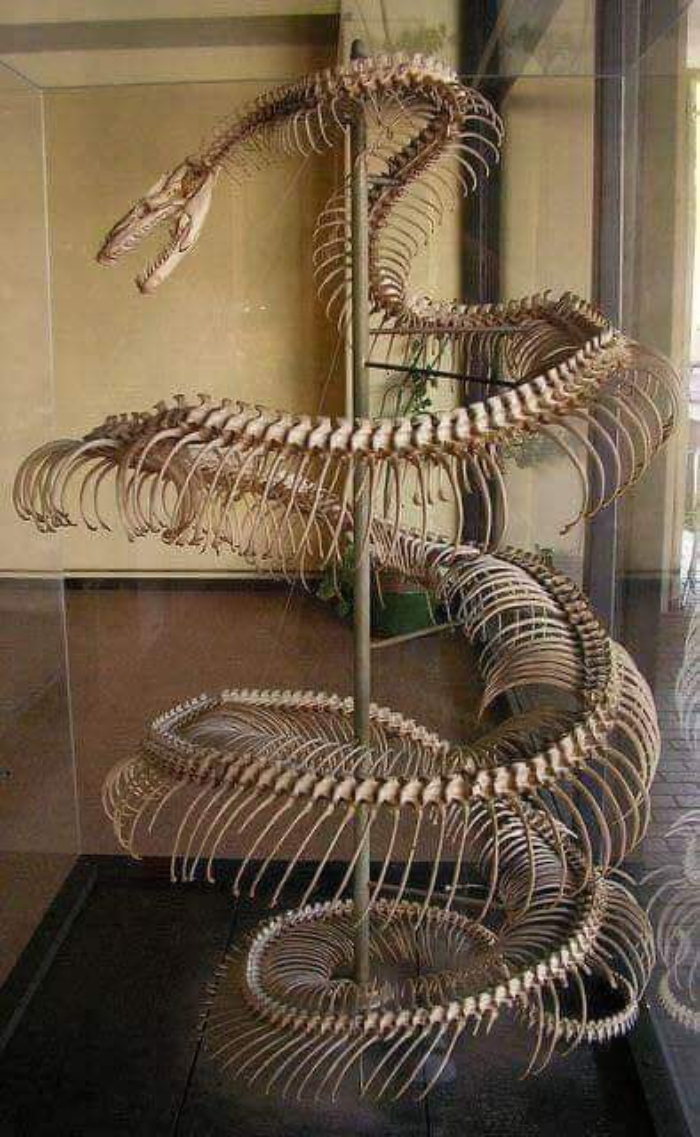The Skeleton Of 28ft Anaconda
