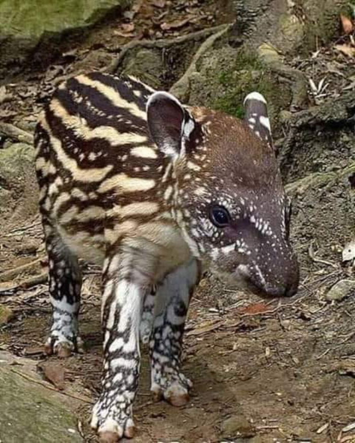 Es un tapir. Ahora mismo están intentando criarlos en los zoos para devolverlos a su hábitat natural porque se están extinguiendo