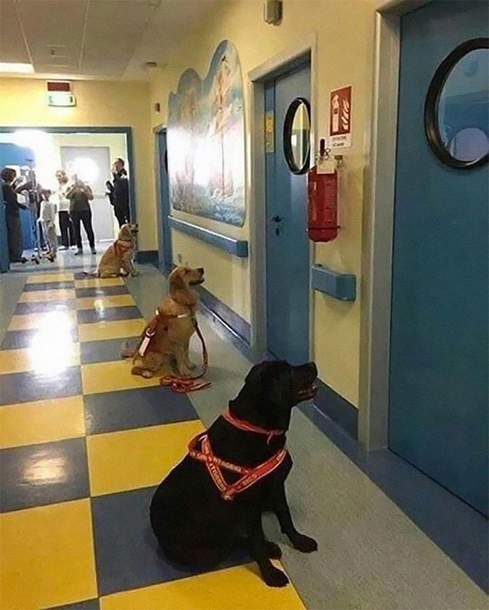 En un hospital infantil de Italia, los perros terapéuticos esperan con impaciencia ver a sus respectivos niños
