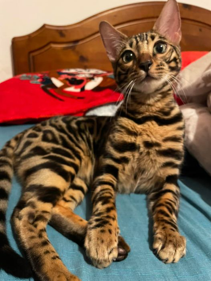My Bengal Cat Diego. I Find Bengals Strange And So Unique So I Wanted To Share His Pic With You