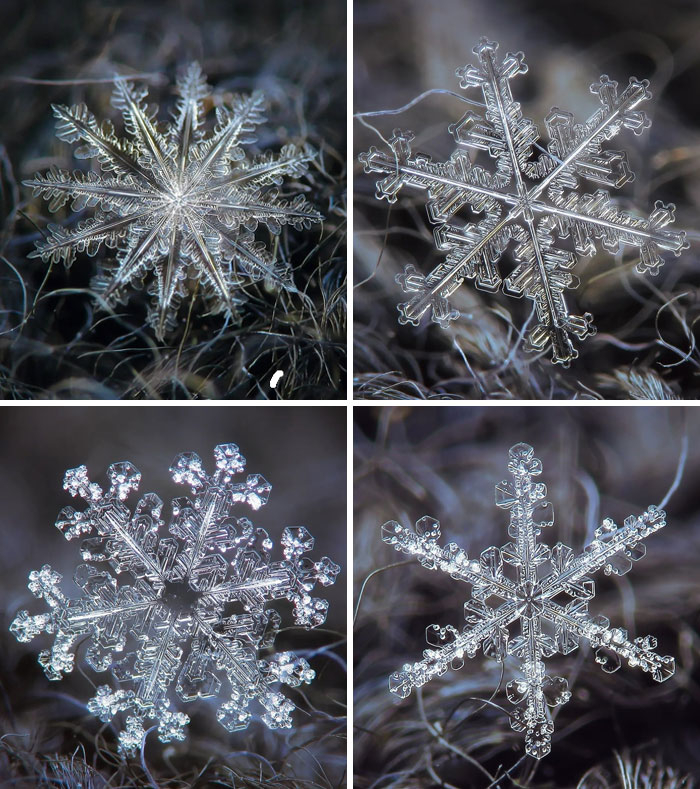 Impresionantes fotos de copos de nieve reales por Alexey Kljatov
