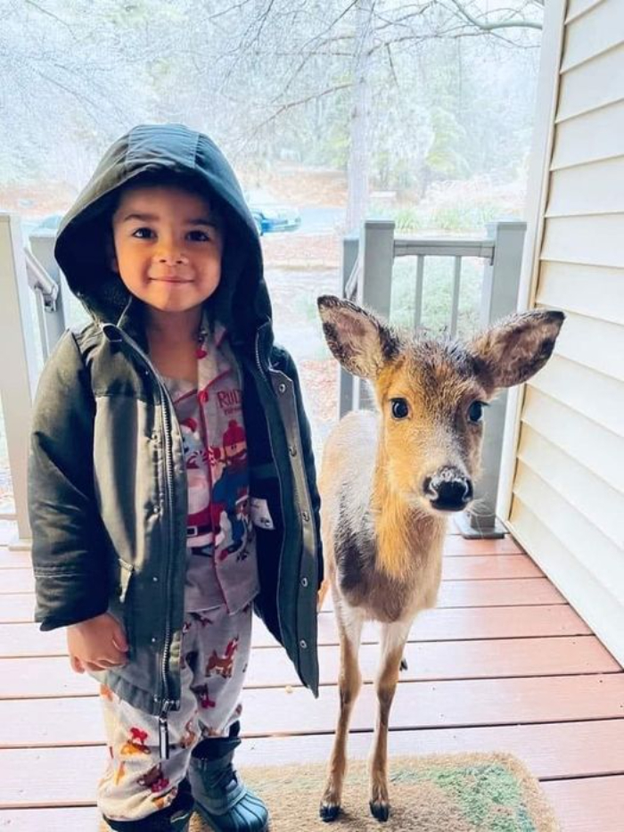 Un niño de cuatro años llamado "Dominic" sorprendió a su madre trayendo un bebé ciervo a casa después de regresar del bosque en el patio trasero porque consideraba al ciervo su amigo, y la madre les tomó una foto