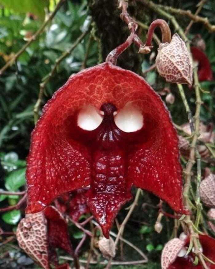 Aristolochia Salvadorensis Orchid, Also Known As "The Darth Vader Flower"