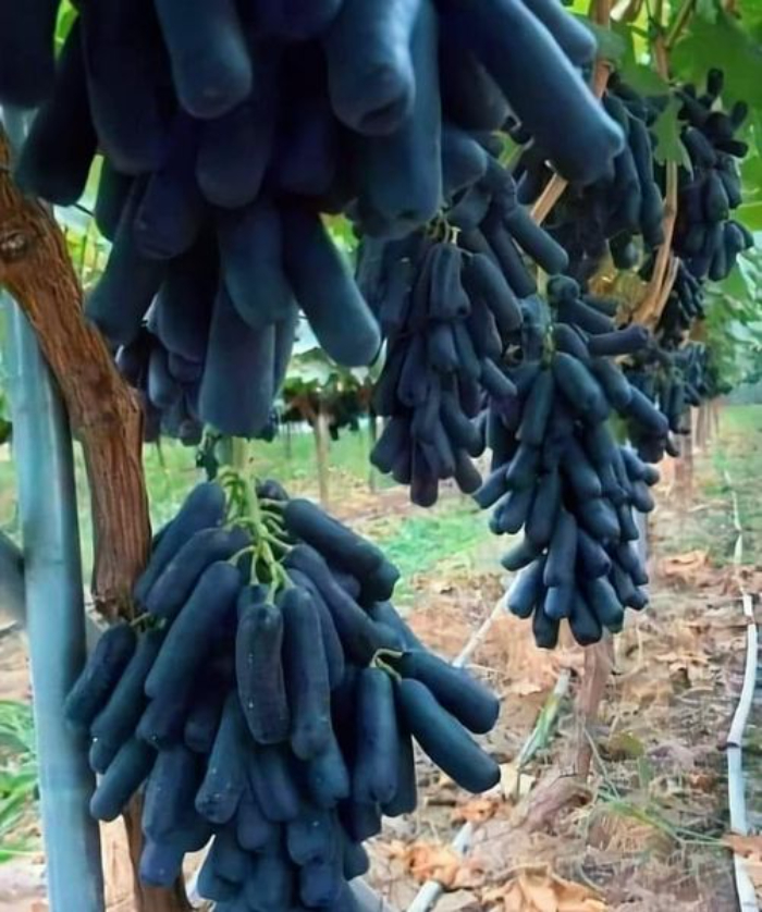 Black Sapphire Grapes