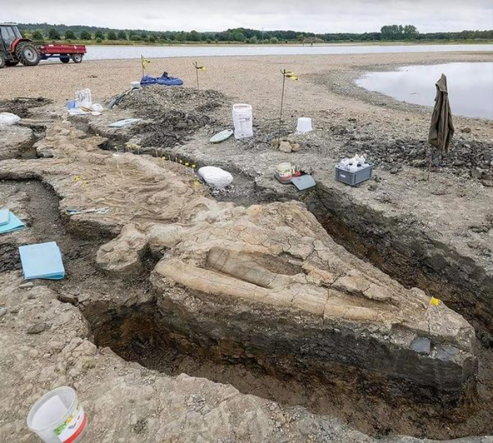 The Remains Of An Ichthyosaur Have Been Uncovered In Rutland, England
