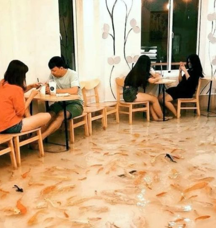 This Cafe In Vietnam Is Only Allowed Without Shoes As Hundreds Of Fish Swim On The Ground