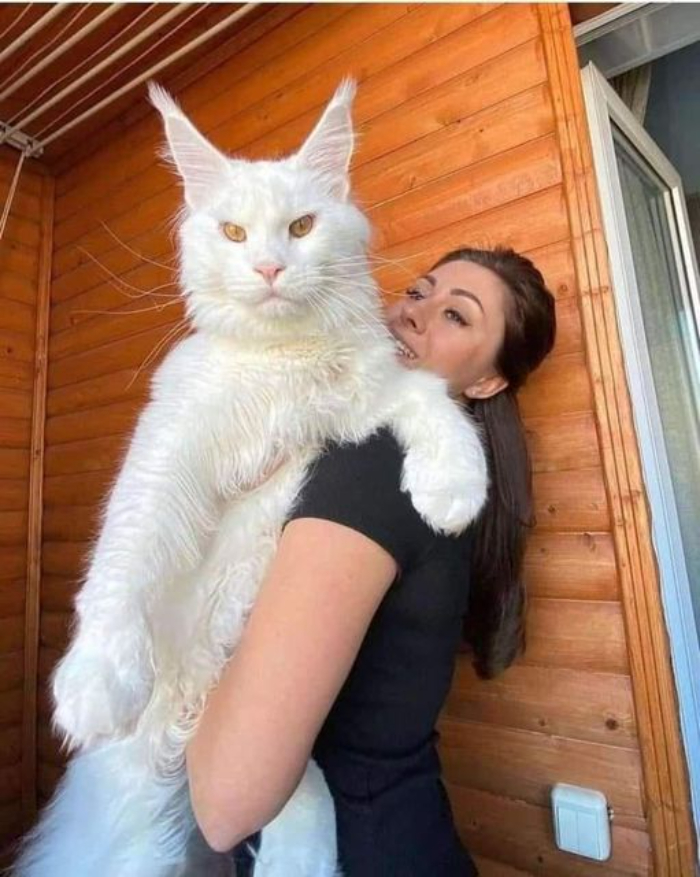 Kefir, el gato Maine Coon, es un gigante gentil que pesa más de 12 kilos. Es tan grande que la gente lo confunde con un perro