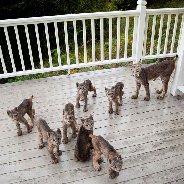 Mamá lince y sus siete gatitos visitaron el porche de una casa en Alaska. Es inusual ver una camada tan grande