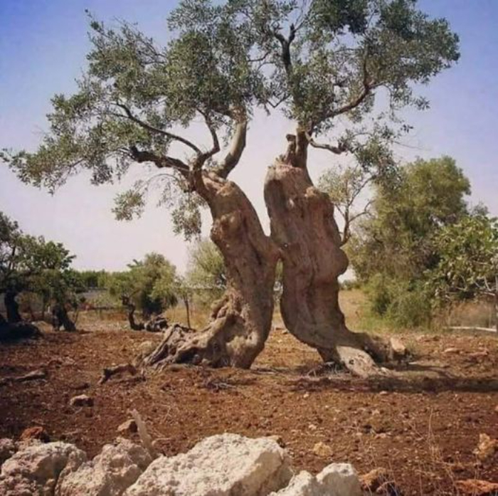 The Kissing Olive Trees In Puglia, Italy