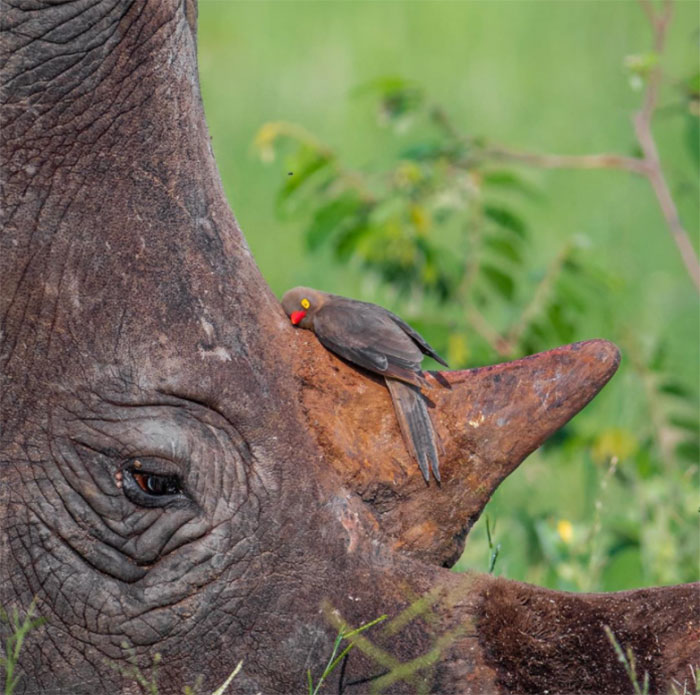 Una foto perfecta de un pájaro carpintero de pico rojo, descansando en el cuerno de este rinoceronte