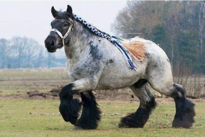 El Ardennais o Ardenas es una de las razas más antiguas de caballos de tiro