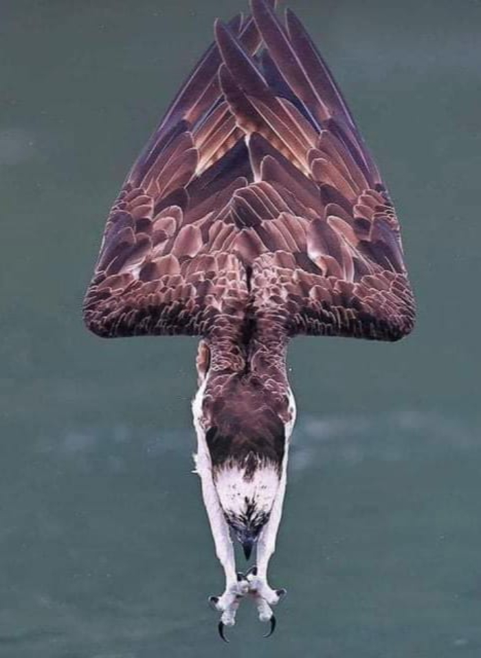 La toma perfecta de un águila pescadora a punto de causar estragos en un pez desprevenido