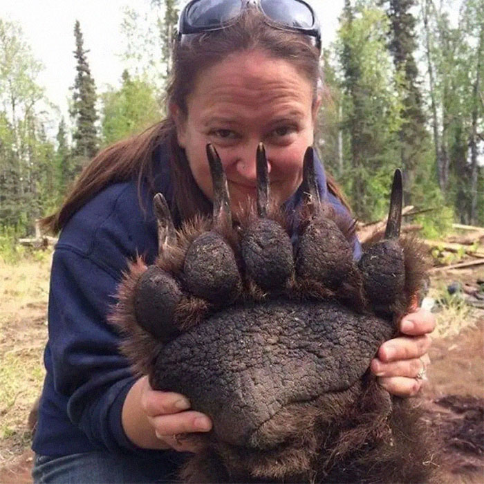 El increíble tamaño de la zarpa de un oso grizzly. Esta foto fue tomada después de que el oso fuera sedado para ser marcado y liberado. Este oso está vivo