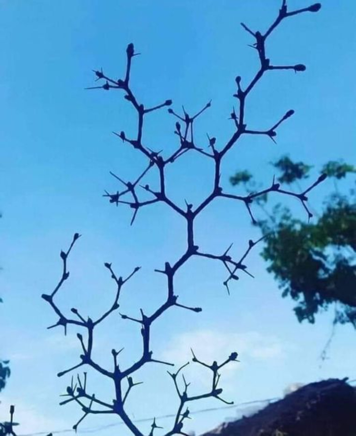 A Branch Of A Tree In The Shape Of Molecules