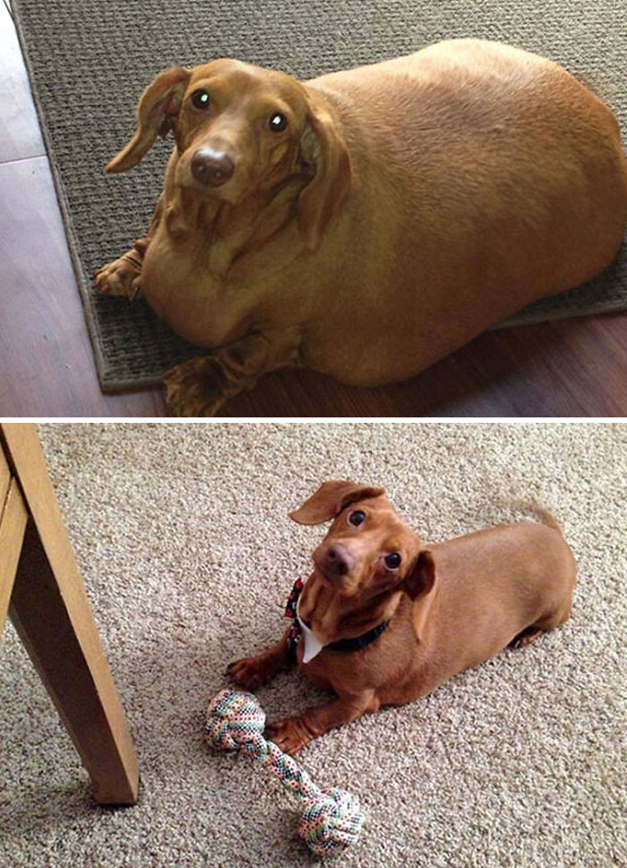 Dennis The Dieting Dog Lost 79% Of His Body Weight With Healthy Habits