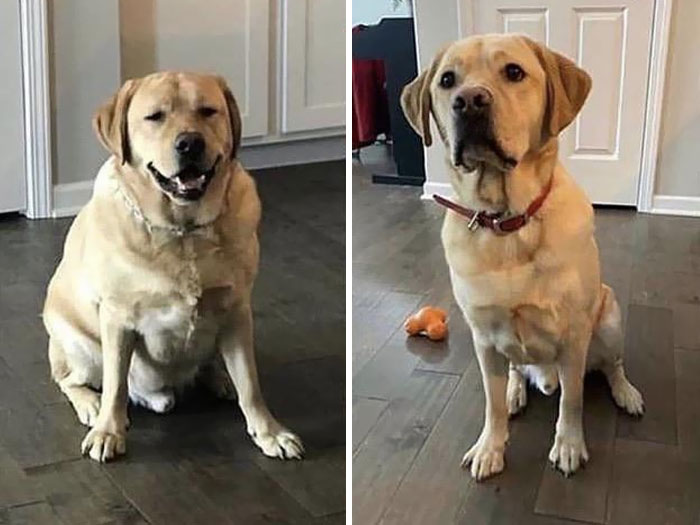 This Is Miller. A Good Boy Who Lost Some Pounds. He Just Wanted To Post His Transformation Pic To Inspire You