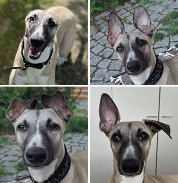 Our Whippie Puppy Has Different Style For Every Mood