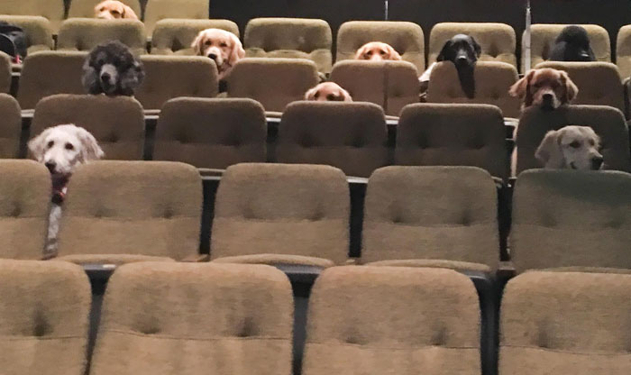 Actual Photo Of Service Dogs Watching Billy Elliot The Musical As Part Of Their Behaving In A Theater Training