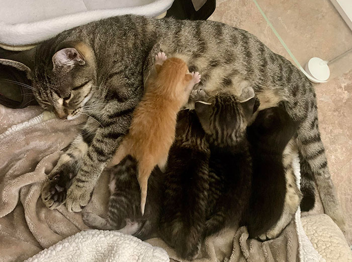 Mama Becky, Her Brood Of Babies, And The "Bonus Baby" She Adopted