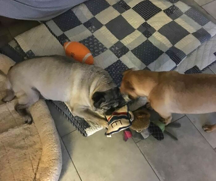 In His Final Hours My Older Dog Was Too Tired To Get Up And Play, So Our Puppy Brought Toys To Him To Comfort Him