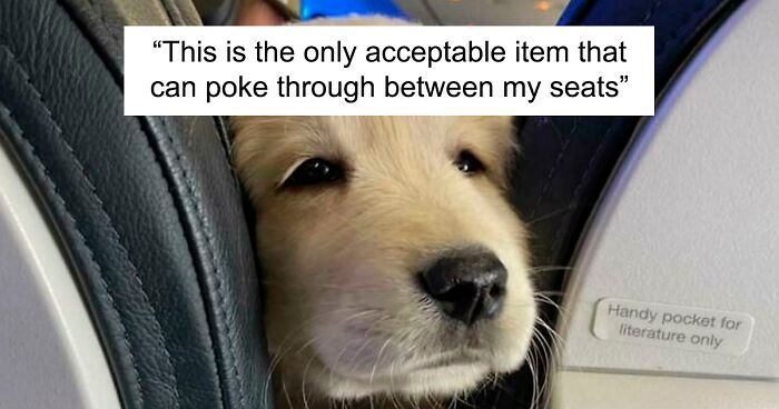 125 Wholesome Animal Pics To Lift You Up (New Pics)
