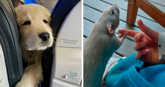 50 Wholesome Animal Pics To Give You Some Serious Animal Therapy (New Pics)