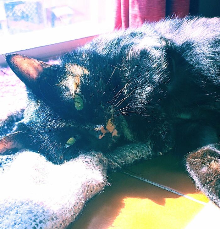 Cinder Looking Especially Photogenic