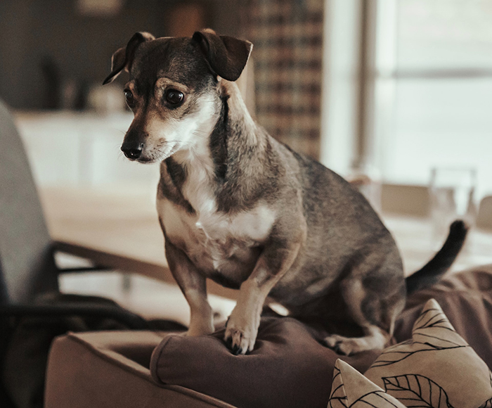 Woman Storms Out From A Dinner With Boyfriend After He Claims His Dog Thinks She's Ugly Woman Storms Out From A Dinner With Boyfriend After He Claims His Dog Thinks She's Ugly