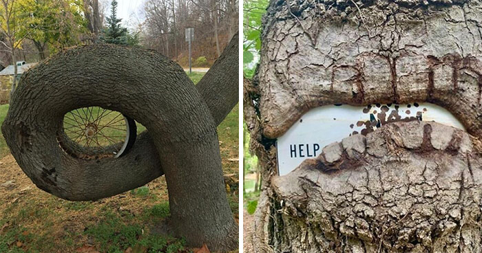 40 Times People Saw Trees ‘Devouring’ Random Objects And Just Had To Share Proof Online