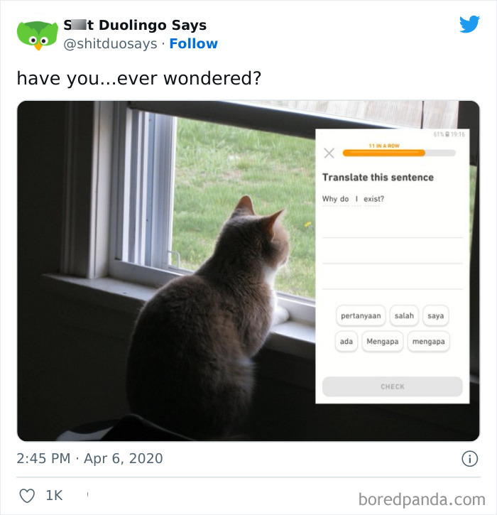 91 Funny Times Duolingo Users Received Ridiculous Prompts | Bored Panda
