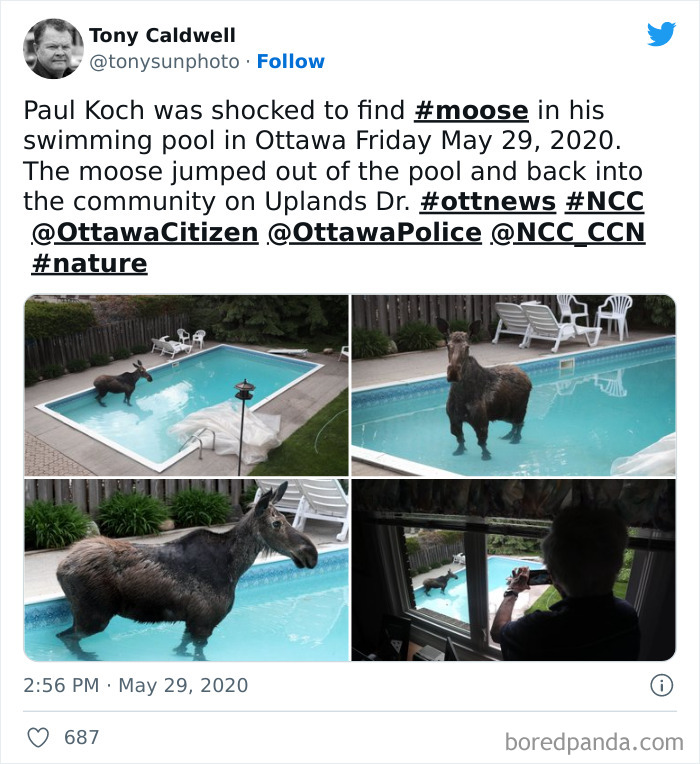 This Moose In A Pool In Ottawa, Canada