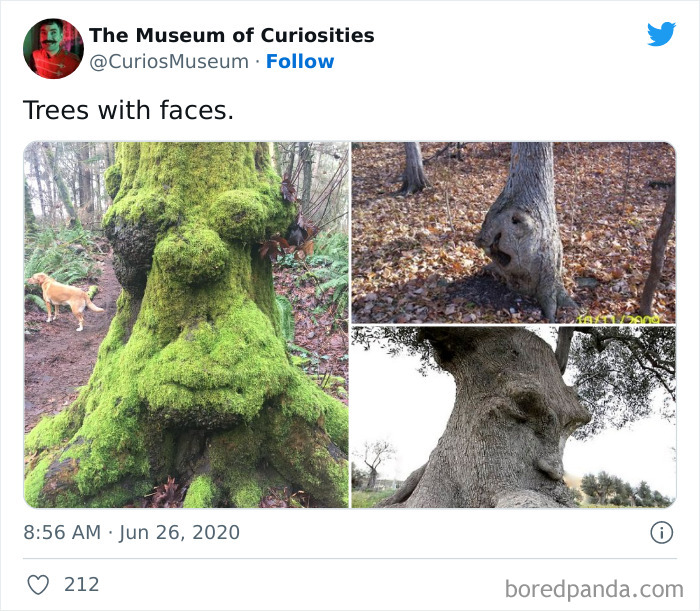 The-Museum-Of-Curiosities