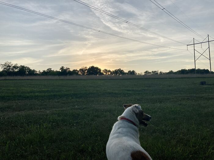 The Sunset Ft. My Dog Masin