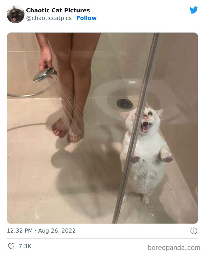 Twitter Can’t Get Enough Of This Page Dedicated To ‘Chaotic Cat Pictures’, Here Are 35 Of Their Best Posts
