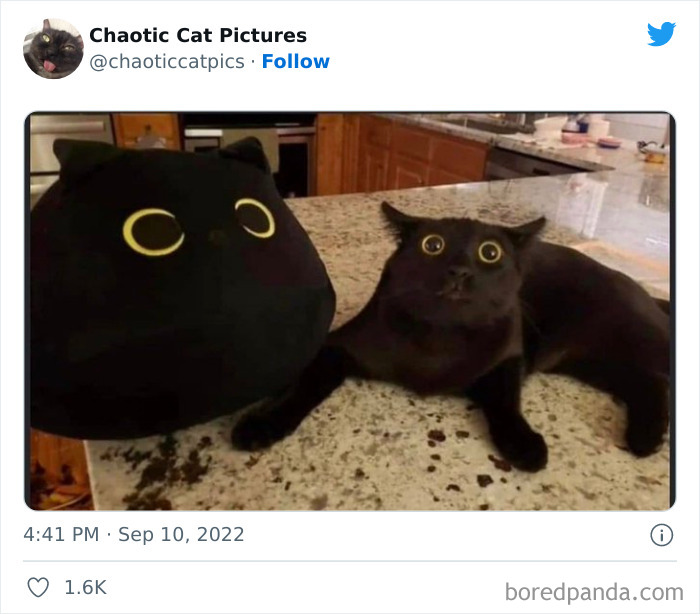 Twitter Can’t Get Enough Of This Page Dedicated To ‘Chaotic Cat Pictures’, Here Are 35 Of Their Best Posts