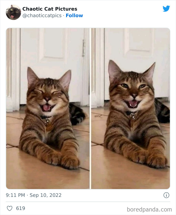 Chaotic-Cat-Pics-Memes