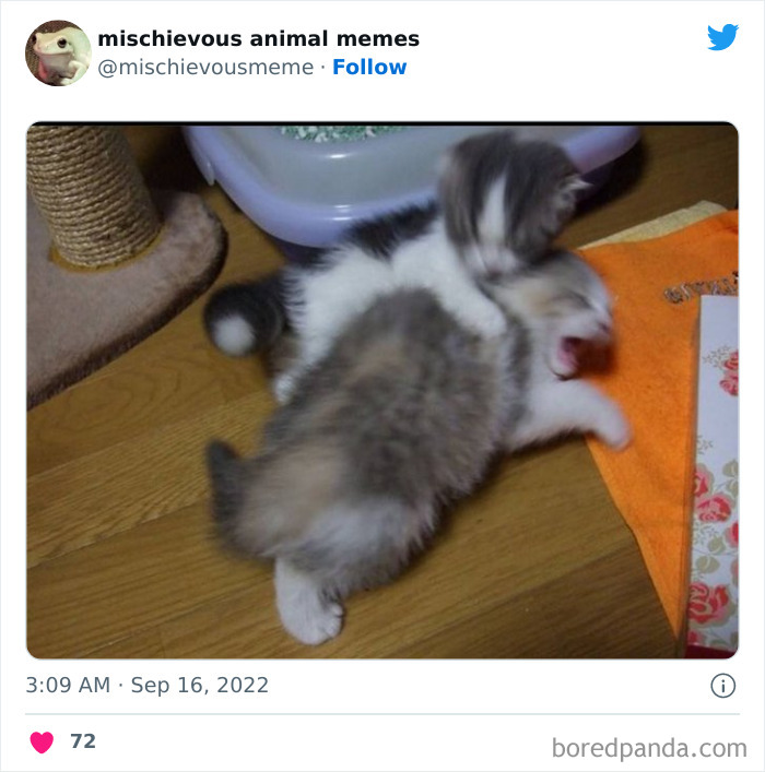 Mischievous-Animal-Memes