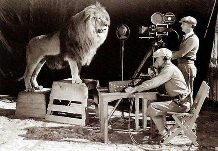 Two men with filming gear filming a real tiger 